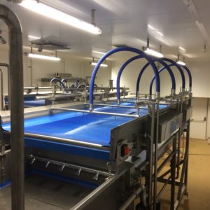 lavage de peaux de poissons